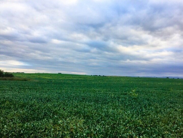 Venta de Campo 938,5 Has.